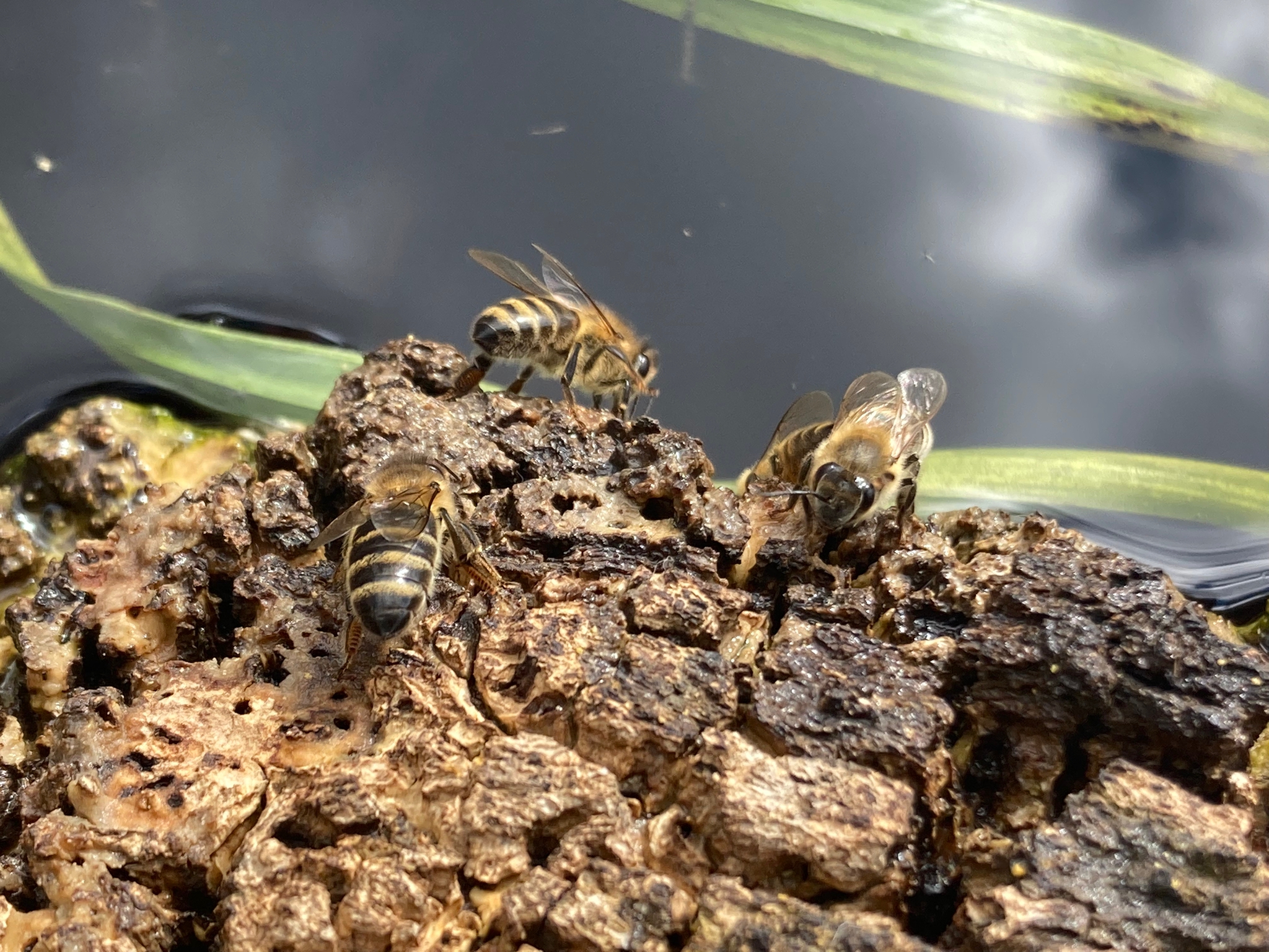 Des abeilles s'abreuvent sur un morceau de liège